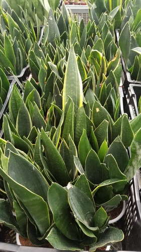 Imagen 4 de 4 de Sansevieria Black Gold X 3 Fotos Reales