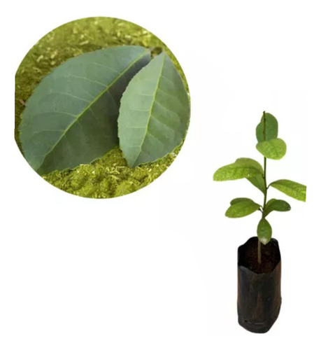 Plantin Yerba Mate