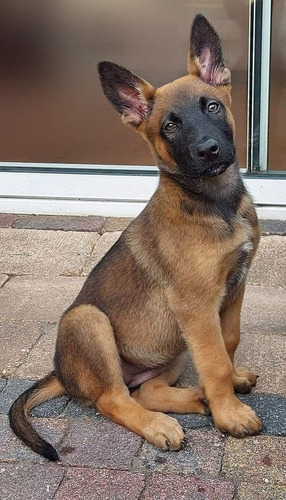 Pastor Belga Malinois Guardia Y Protección