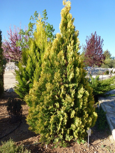 Semillas De Tuya Oriental, Platycladus Orientalis