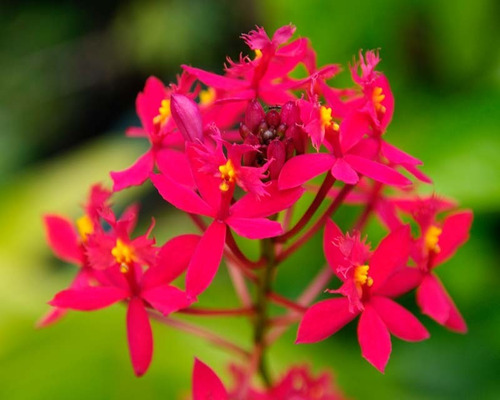 Mudas De Orquidea Epidendrum Vermelhas Intenso Lindas !!! | MercadoLivre