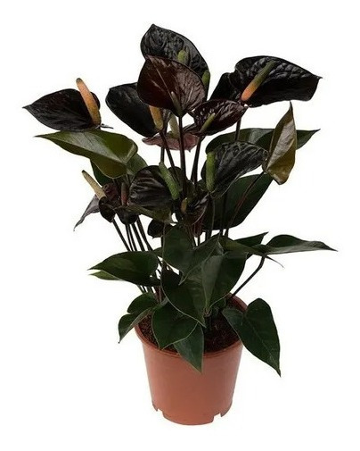 Mini Antúrio Black Preto Negro Planta Adulta E Natural Pt 09 | Parcelamento  sem juros