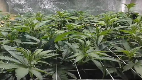 Imagen 2 de 2 de Red De Cultivo Scrog 152 X 914 Cm (5ftx30ft)
