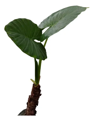 Oreja De Elefante Alocasia En Maceta