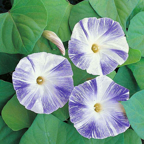 Sementes De Ipomoea Fliying Saucers - Ipomoea Purpurea Flor