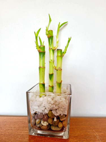 Lucky Bamboo Natural/decoración/planta