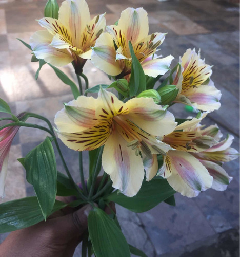 Rizoma De Alstroemeria, Varios Colores. Dos Rizomas Por $170