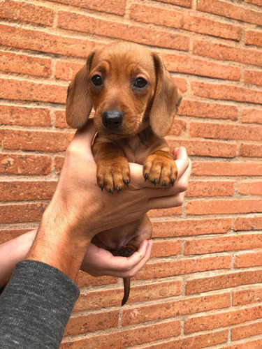 Hermosos Cachorros Salchichas Mini