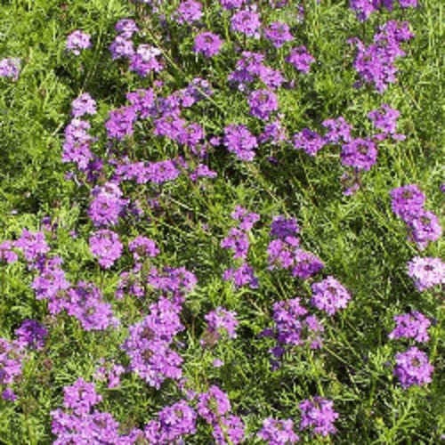 50 Semillas Frescas De Verbena Tenuisecta Purpura 