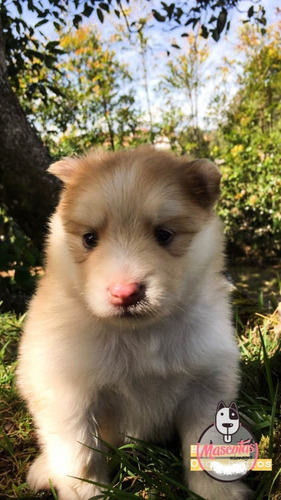 Pomsky Criadero Medellín Bogota Cali 