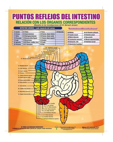 Posters Puntos Reflejos Del Intestino Tamaño Carta