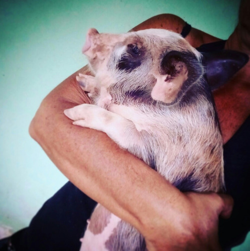 Mini Pig / Mini Porco