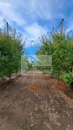 Inversor Vendo Complejo De 3 Cabanas Con 2 Has De Ciruela D'agen Con Tela Antigaranizo, Galpon, Gas, Agua, Luz, Derecho De Riego. Rama Caida, San Rafael, Mendoza.