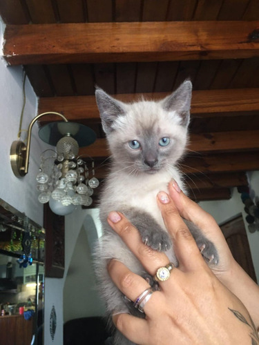 Machito Siames Siameses Claro Gatito