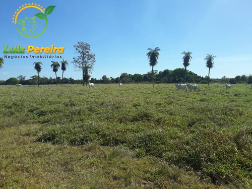 Imagem 14 de 15 de Fazenda À Venda No Vale Do Araguaia - To- De 2.594 Hectares (dupla Aptidão) - 1739