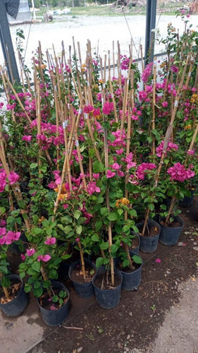 Imagen 3 de 10 de Combo 2 Plantas Ornamentales - Entrega Caba Y Gba