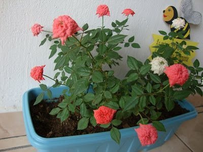 Mini Rosas Sortidas - Rosa Chinensis - 5 Mudas No Saquinho | MercadoLivre