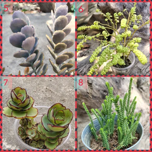 Suculentas Y Cactus Barinas