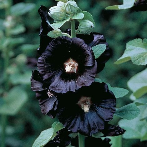 15 Sementes Malva Negra Alcea Rosea Nigra Preta Flor P Mudas