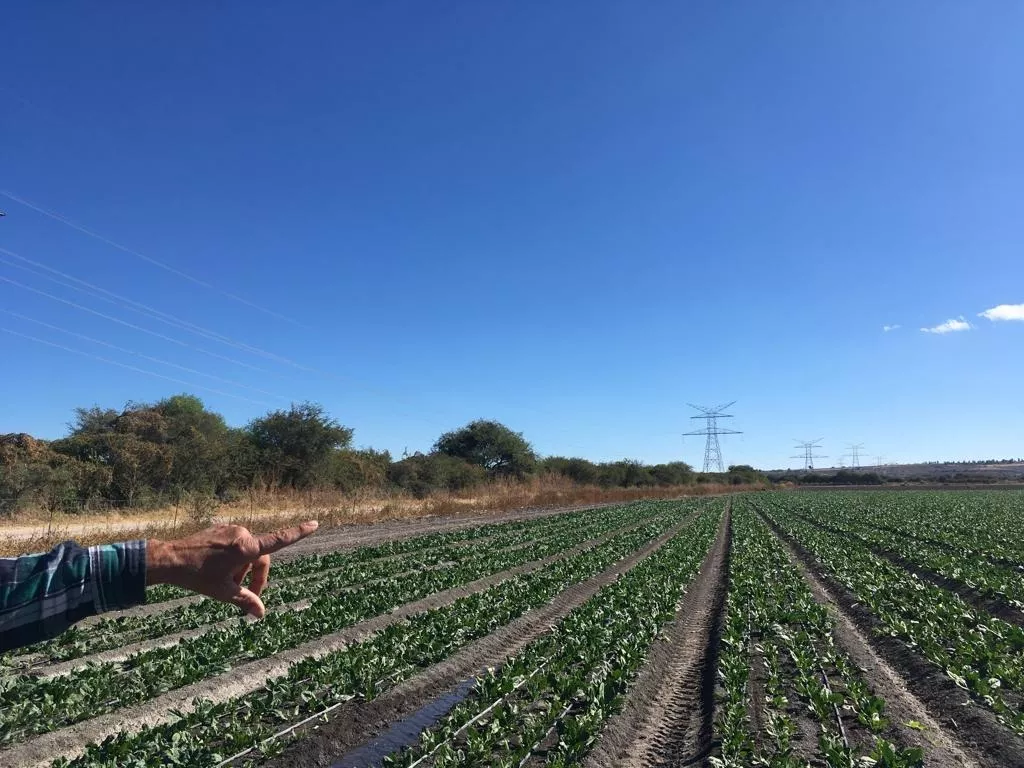 Rento 107 Hectáreas Cultivables En San Francisco Del Rincón