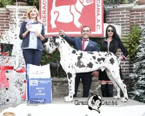 Comprar Venta De Cachorros Gran Danés Arlequín Criadero Profesional 