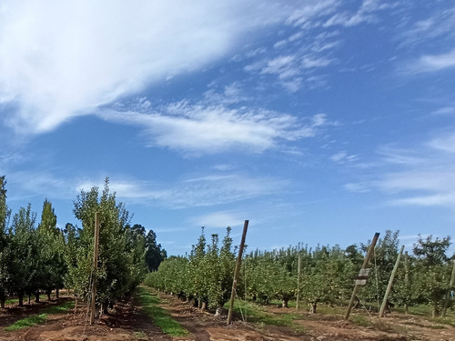 Campo Agricola Terreno 50 Ha Molina