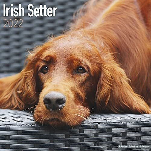 Libro: Irish Setter Calendar Dog Breed Calendars Calendarios