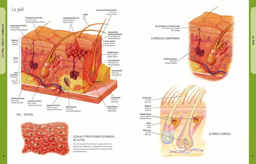 Cuerpo Humano Manual De Identificación Español Inglés Latín