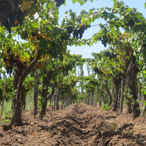 Imagen 5 de 14 de Vendo Finca 20 Hectareas Con Produccion De Viñedos Atuel Norte-san Rafael