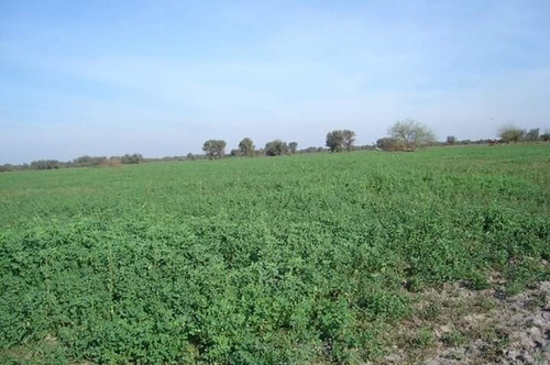 Vendo Establecimiento Agrícola-ganadero 811 Ha San Bernardo