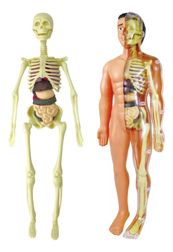 Aula Educativa De Ciencias Con Modelos De Esqueletos