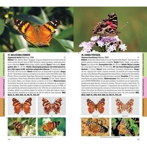 Núñez Bustos: Mariposas Ciudad De Buenos Aires Y Alrededores