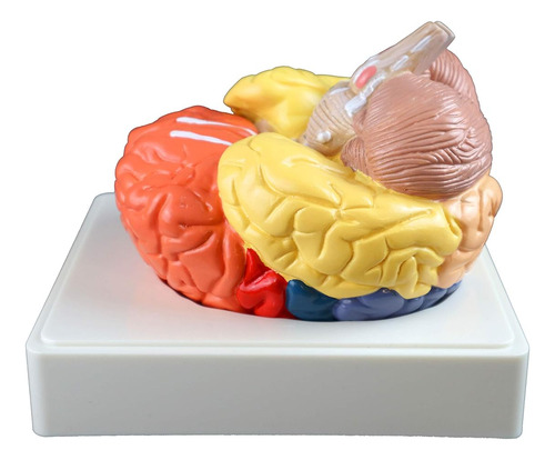 Parco Scientific Pb00108 Modelo De Cerebro Regional - 3 Part