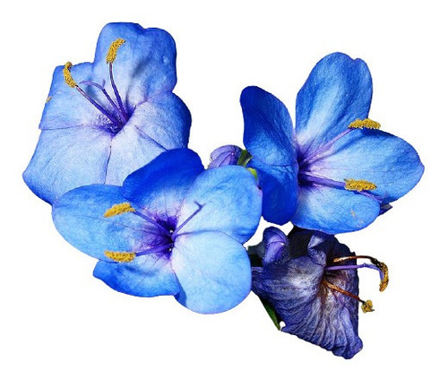 Camarão Azul Eranthemum Pulchellum  Flor - 4 Hastes (mudas)