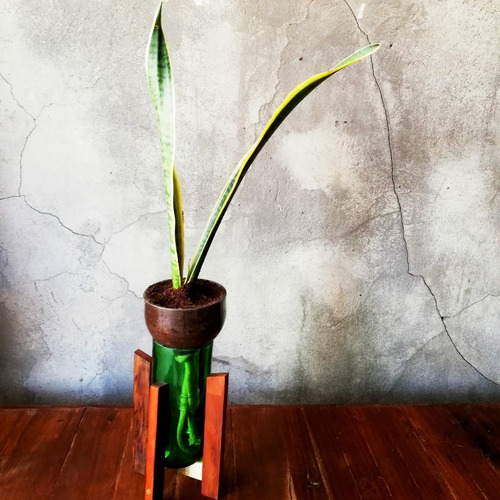 Imagen 5 de 8 de Lengua De Suegra Little Plant 24 Con Soporte