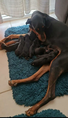 Gratis - Cachorros Doberman De Excelente Genética-negociable