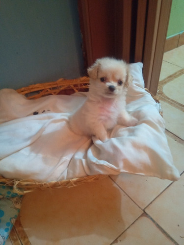 Imagen 2 de 5 de Cachorros Poodlers Micro Toys