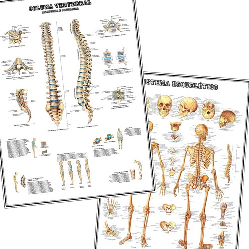 02 Posters Anatomia Corpo Humano 65cmx100cm Coluna Vertebral + Sistema Esquelético - Medicina - Fisioterapia - Plastificado