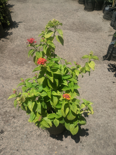 Lantana Camara - Planta Nativa De Pleno Sol - Maceta 3 Lts