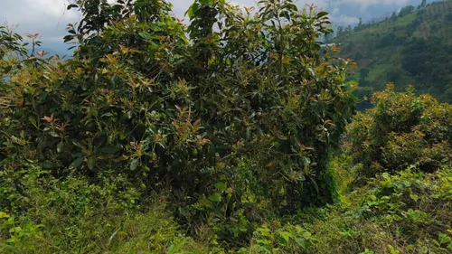 Vendo Finca De 45 Hectares O 71 Cuadras Sembradas En Aguacate Hass En Genova Quindio