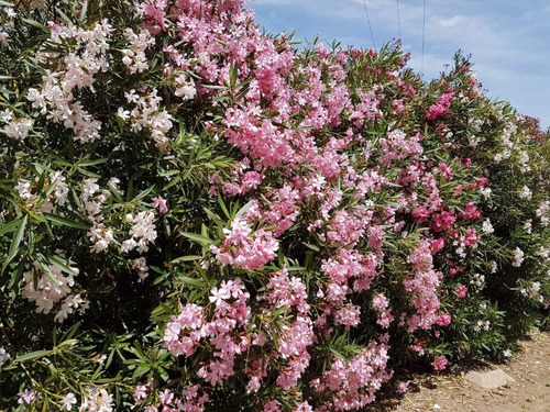 Imagen 4 de 6 de Adelfa, Adelfas, Laurel Rosa, Nerium Oleander 10lts