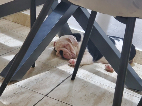 Imagen 5 de 5 de Vendo Bulldog Ingles Hembra 3 Meses De Nacida