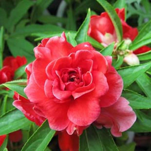 Beijo De Frade Dobrado Impatiens Flor De Camelia 20 Sementes | MercadoLivre Beijo De Frade Dobrado Impatiens Flor De Camelia 20 Sementes | MercadoLivre