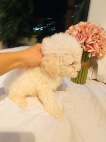 Poodle Toy