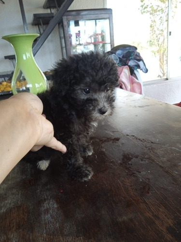 Imagen 5 de 6 de Hembra Caniche Entrega 25 De Noviembre