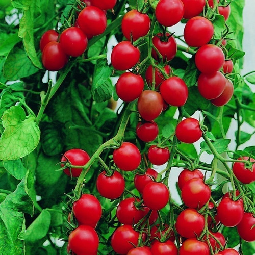 100 Semillas De Tomate Jardineros Delight