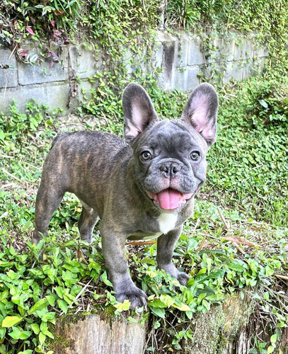 Bulldog Francés Blue Criadero Rionegro Medellín