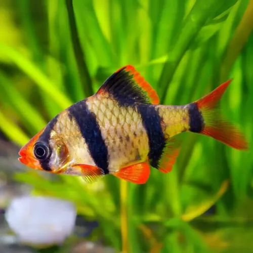Pez Barbo Tigre (3 Unidades)