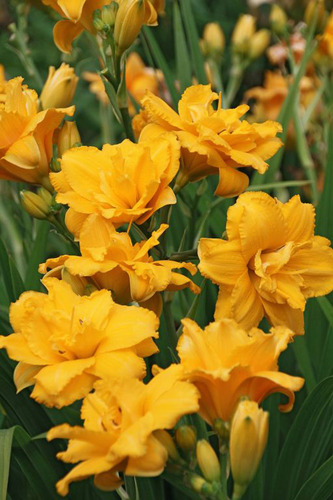 Rizoma De Hemerocallis Var. Condilla