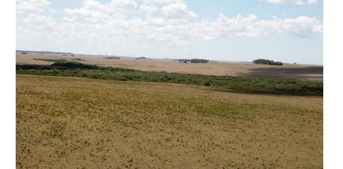 Imagen 4 de 10 de Terreno Campo En Venta Ubicado En Río Negro, Río Negro